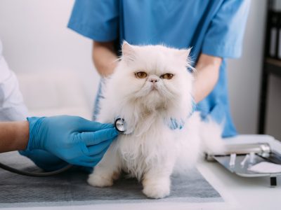 veterinary doctor using stethoscope for kitten. veterinary clinic.